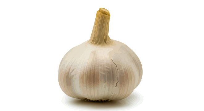 Fresh organic garlic bulb and cloves isolated on white background, a raw healthy spice ingredient for gourmet cooking and seasoning