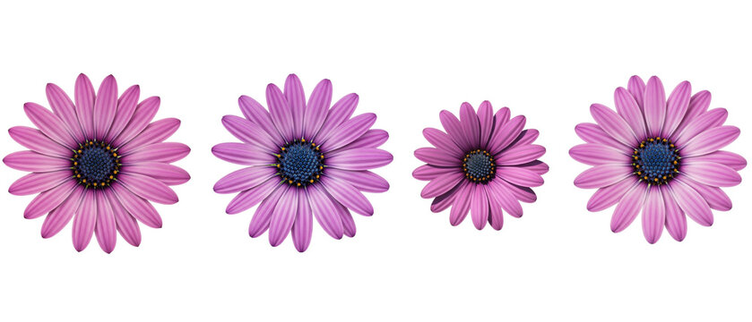 Four Pink Daisy Flowers Isolated on White Background.