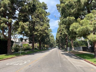 Fototapeta premium Canary Island Pine Trees Lining Quiet Residential Street in Los Angeles