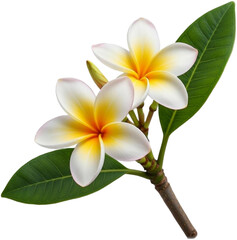 Obraz premium White frangipani blossoms with golden centers bloom.