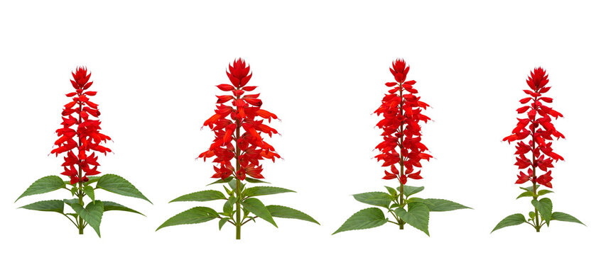 Four Red Salvia Flowers Isolated on White Background.