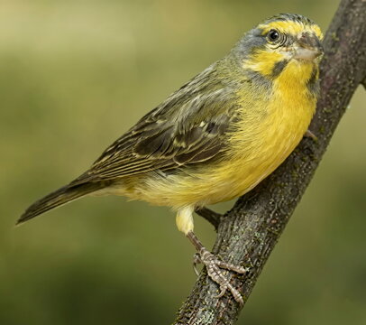 yellow wagtail on a branch