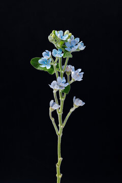 Delicate Light Blue Oxypetalum Flowers on Black Background.