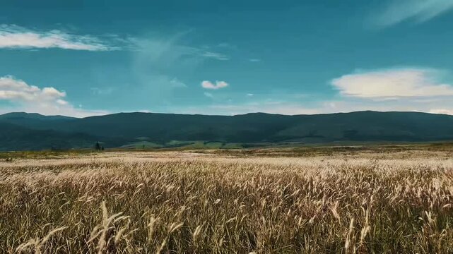 Beautiful landscape of wind blown cogon grass field with mountain background under blue sky