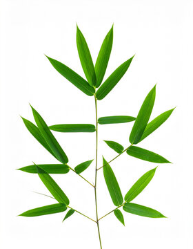 green bamboo leaves