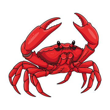 coastal nautical cartoon red crab vector illustration