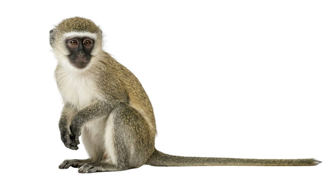 Cute vervet monkey sitting isolated on a white background, studio shot