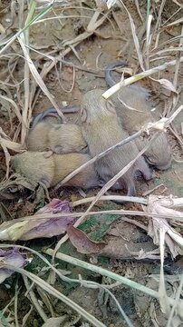 A rat guarding its young in an open field.