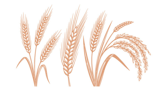 Golden wheat ears on white background.