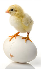 Fototapeta premium Adorable baby chick standing on an egg