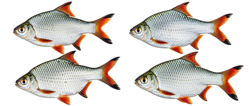 Four Silver Fish with Orange Fins on White Background.