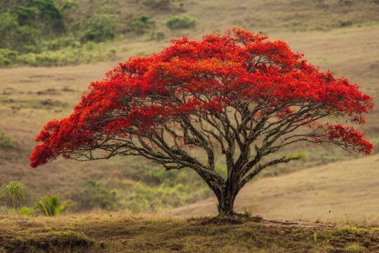 Vibrant Flamboyant Tree with Red Flowers in a Dry Landscape.