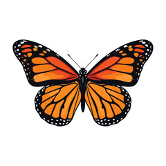 Fototapeta premium stylized handdrawn monarch butterfly vector illustration