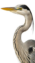 Obraz premium Grey heron bird profile close up view