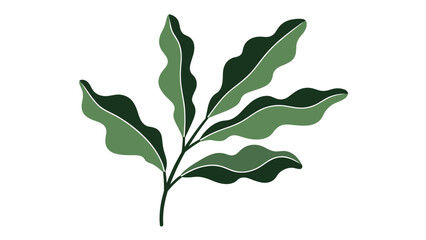Obraz premium Lush plant with several wavy edged dark green leaves growing from a central stem on a solid white background.