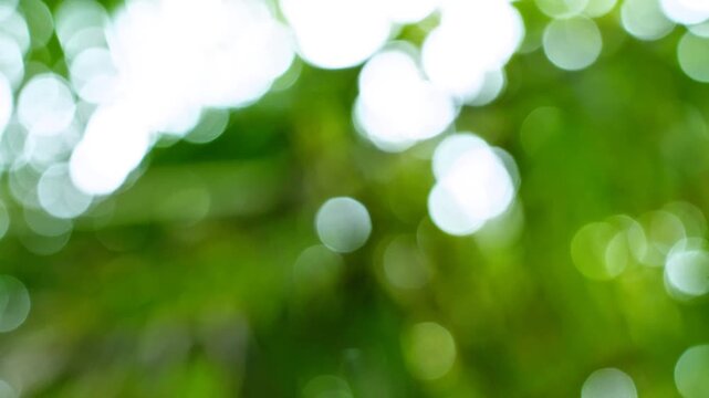 Natural Green Bokeh Background.Beautiful out of focus green leaves with shimmering sunlight bokeh. Perfect for nature themed backgrounds,organic product overlays, or serene environmental video project