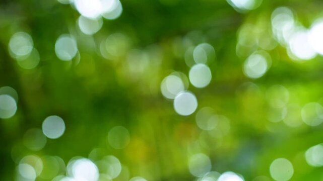 Natural Green Bokeh Background.Beautiful out of focus green leaves with shimmering sunlight bokeh. Perfect for nature themed backgrounds,organic product overlays, or serene environmental video project