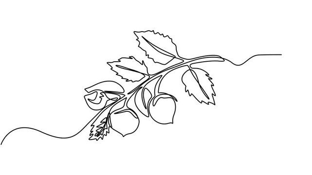 Hazelnuts with leaves drawn in continuous line in minimalism style, nut kernels, hazelnut fruits, Hazelnuts with leaves, nut kernels, hazelnut fruits, one line,  online artistic animation
