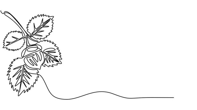 Hazelnuts with leaves drawn in continuous line in minimalism style, nut kernels, hazelnut fruits, Hazelnuts with leaves, nut kernels, hazelnut fruits, one line,  online artistic animation