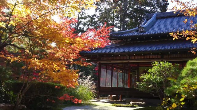 Japanese architecture with colorful autumn trees in garden