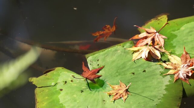Koi fish underwater with soft reflections