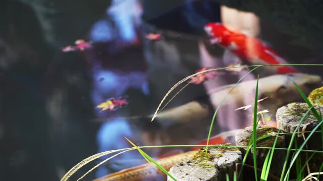 Ornamental koi fish swimming together in pond