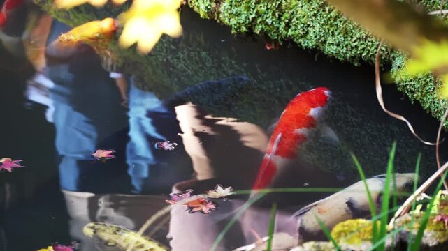 Koi fish feeding together at surface close up