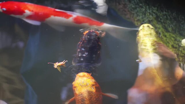 Multiple koi fish gathering at water surface in pond