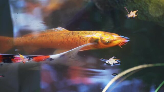 Colorful koi fish surfacing in water with leaves