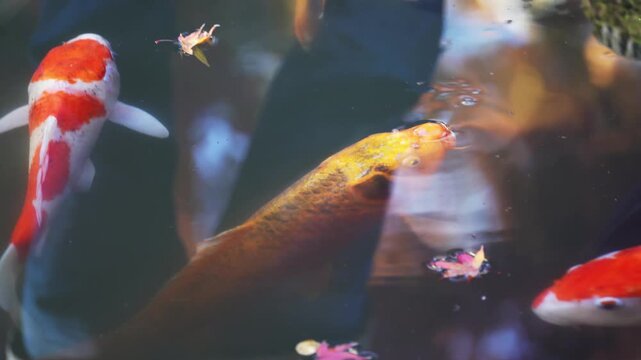 Close up of koi fish feeding at surface of pond