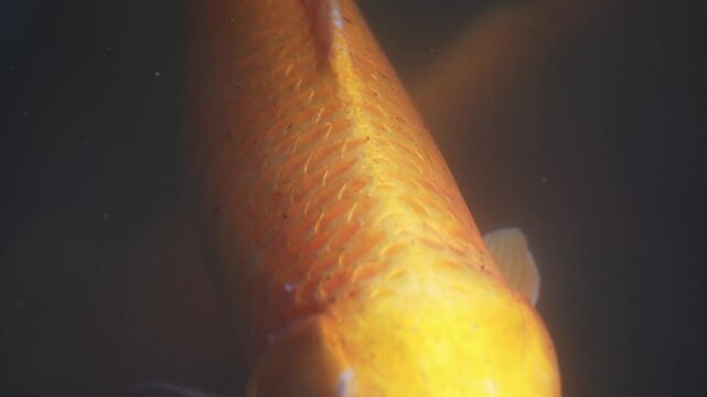 Golden koi fish macro close up underwater texture