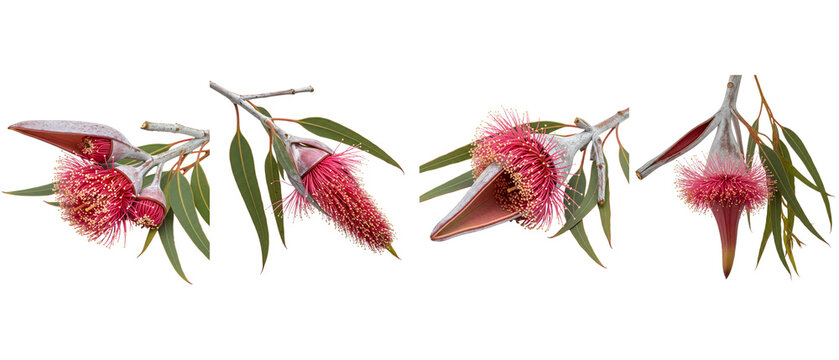 Four Sprigs of Eucalyptus Flowers with Green Leaves on White Background.