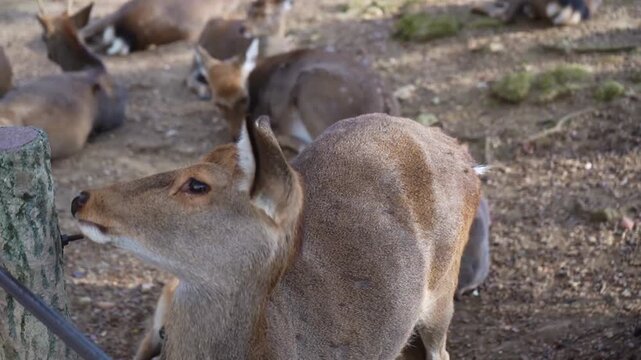 Wildlife deer close up in Japanese environment