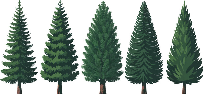 Evergreen Trees: A collection of various lush evergreen trees, showcasing the diversity of coniferous species with their distinct shapes, sizes, and textures. 