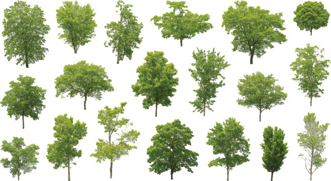 Verdant Assemblage: A collection of diverse, vibrant trees, their leafy crowns creating a tapestry of green against a bright backdrop, showcasing the beauty of natural variety.