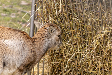 Animals at the Park and Zoo © Richard