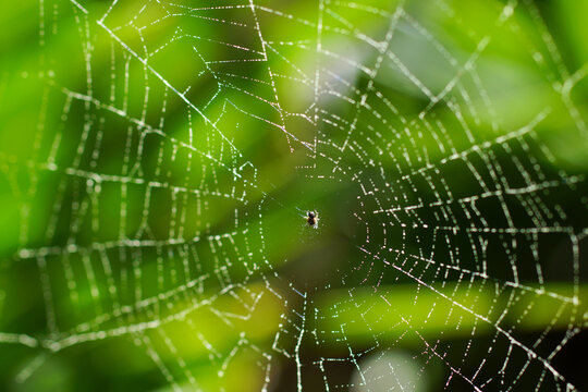 Spider web with tiny spider, Mallorca, Spain