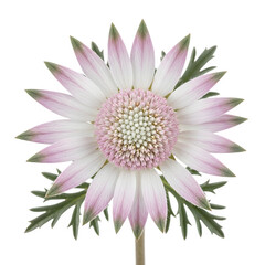 Obraz premium Pink Centered Flower Close Up Botanical Isolated White Background Beautiful Floral Design Isolated on transparent background