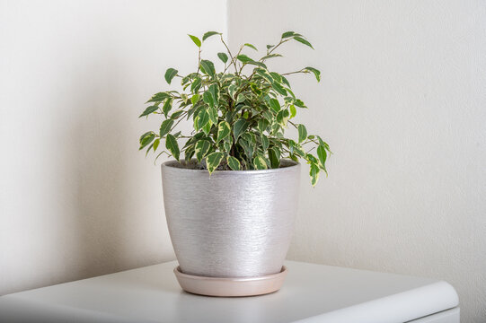 Ficus benjamin in a pot on white shelf on white background.