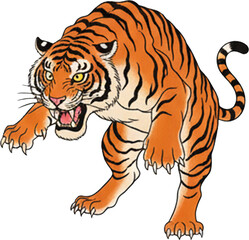 Obraz premium Fierce orange tiger with blue eyes and black stripes in dynamic stalking pose.