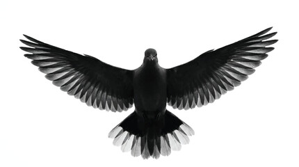 Obraz premium bird flying with wings spread wide in air
