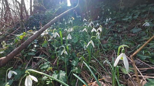 Tracking view of beautiful snowdrops in spring forest. Galanthus nivalis blooming, 4k