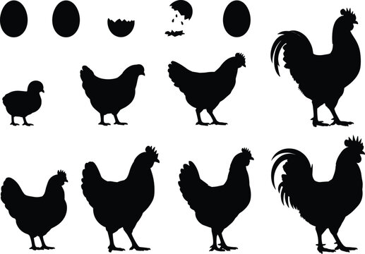 Chicken and rooster silhouettes with eggs and hatching stages, poultry farm illustration, domestic birds vector set, agriculture concept isolated on white background