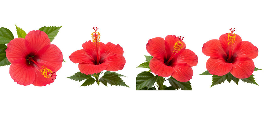 Four Vibrant Red Hibiscus Flowers with Green Leaves on White Background 1.