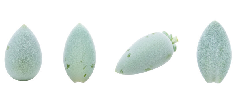 Four Views of a Single Light Blue Seed.