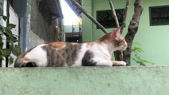 A calico cat with white, brown, and orange patches resting peacefully on a light green wall outdoors, looking to the right.