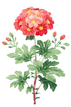 Single red geranium flowers blooming in spring, transparent illustration graphic summer drawing art, Traditional botanical illustration of red floral arrangement, vintage old world style retro design