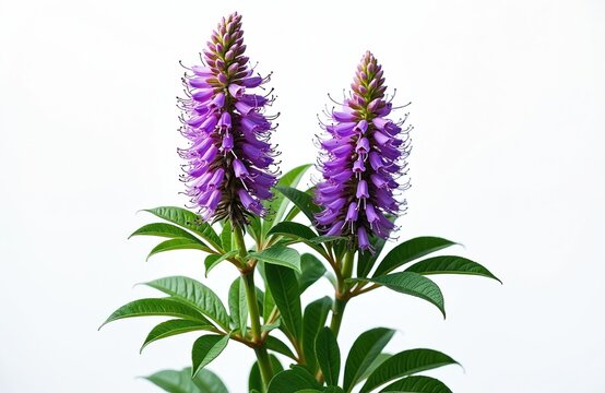 Two tall spikes of purple flowers with green leaves grow against a plain white background. Vitex agnus castus plant isolated. Natural beauty detail.