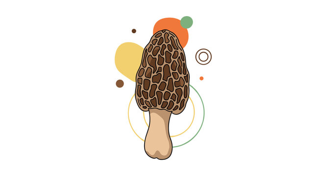 Detailed illustration of a morel mushroom with its characteristic honeycomb cap shown against a decorative circular background.