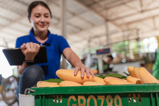 Asian woman professional inspection using digital tablet. Quality assurance food safety traceability modern agriculture agribusiness woman agriculturist crop monitoring. Export standards mango.